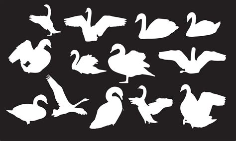 swan vector illustration design black and white collection 5493809 Vector Art at Vecteezy