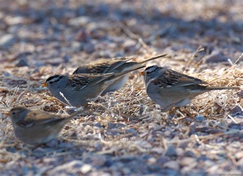 birds eating seed off the ground | Seeds, Birds