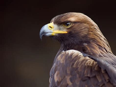 Where Do Golden Eagles Live? (Habitat + Distribution) | Bird Fact