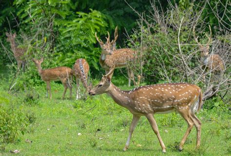 Bandipur National Park-The Best for the National Bird and Animal of India – So Many Travel Tales