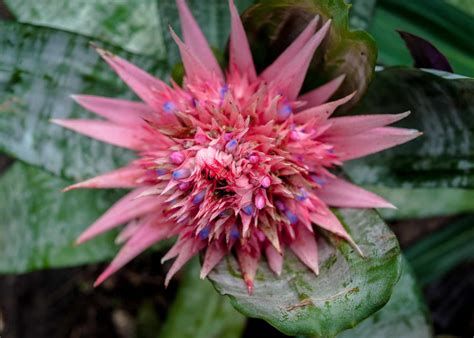 Growth and Care Guide for Aechmea Bromeliads