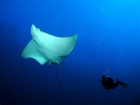 Cayman Islands Dive Sites-Diving Information-Dive centers