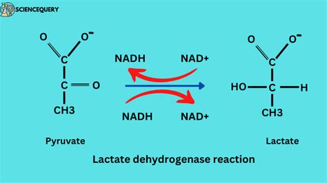 What is lactate dehydrogenase reaction? - Science Query