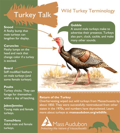 Let's Talk Turkey: Wild Turkey Fun Facts - Caught In Southie