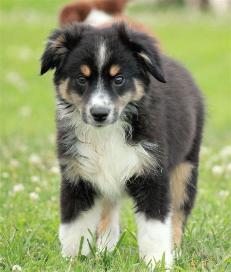 Cute Puppy Dogs: Mini Australian Shepherd Puppies