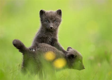 DG Wildlife by Dalia Kvedaraite and Giedrius Stakauskas | Arctic Foxes in Iceland