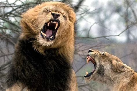 Amazing moment ferocious lioness rips out lion's fang after he got too ...