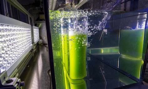 $8 Million for Algae Biofuel from U.S. Department of Energy