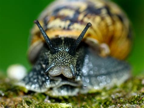 Edible Snails: Learn how to eat and breed these creatures