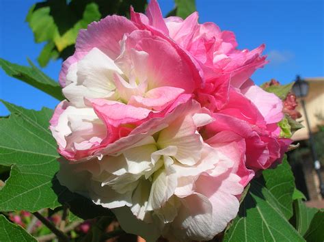 Recregarden: HIBISCUS MUTABILIS