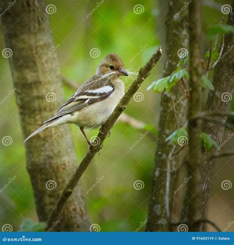 Female Chaffinch Building Nest Stock Image - Image of outdoor, fauna: 91643119