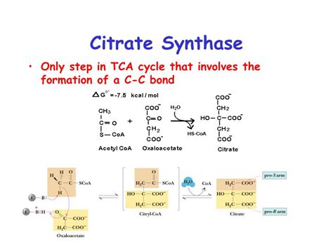 PPT - Chapter 12 (part 1) PowerPoint Presentation, free download - ID:1451700