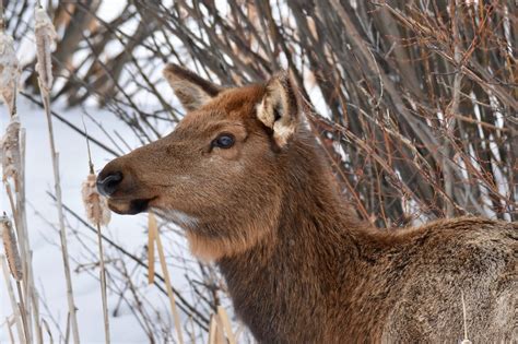 National Elk Refuge | An elk forages for vegetation along a … | Flickr