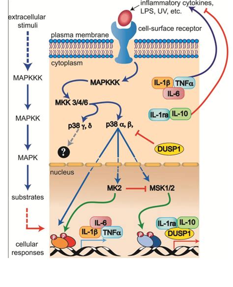 T Cell Receptor Signaling Pathway