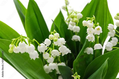 Muguet Stock Photo | Adobe Stock