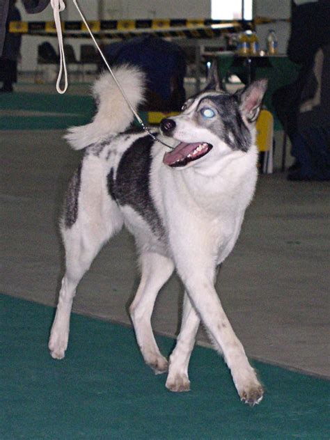 Laika (dog type) - Wikipedia