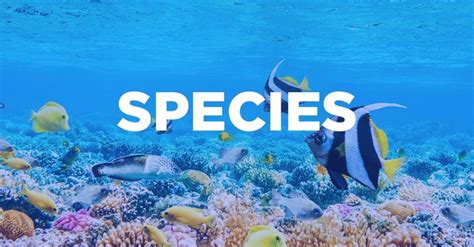 Is Specie the Singular of Species?