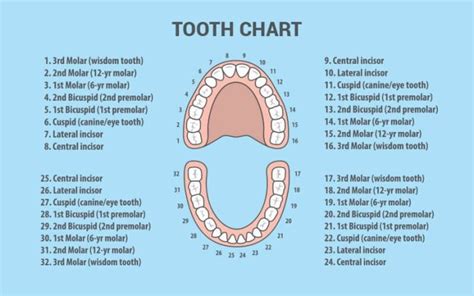 Teeth Numbers: A Guide to Dental Numbering Systems