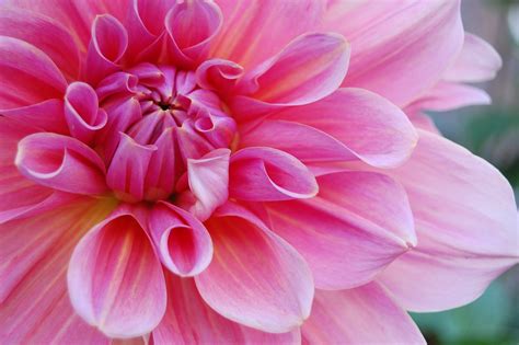 1920x1080 wallpaper | pink dahlia | Peakpx