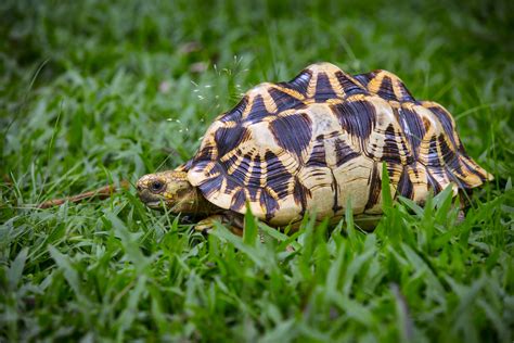 Star Tortoise – Yadanarbon Zoo