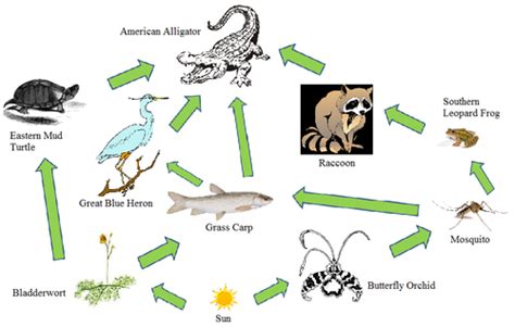 Food Web - Florida Everglades