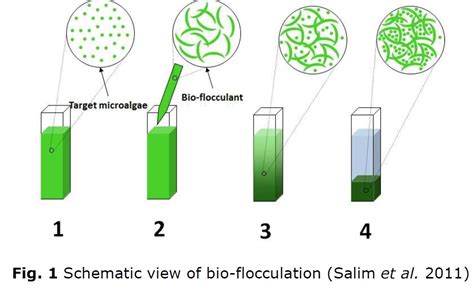 Harvesting of microalgae for oil extraction - WUR