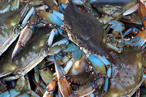 Maryland Blue Crab Pics - Now That's A Maryland Blue Crab... | Bocatewasuer