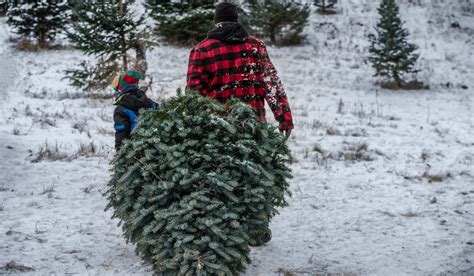 Tricks & Tips for Cutting Down Your Own Christmas Tree | OutdoorHub