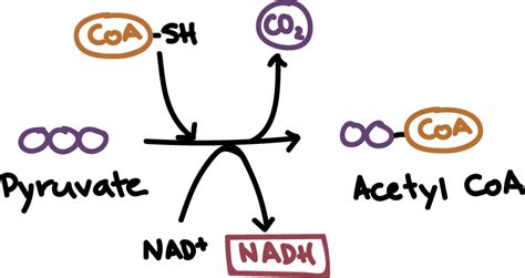 Cellular Respiration - Mind Map