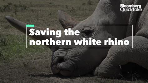 Watch Saving the Northern White Rhino From Extinction - Bloomberg