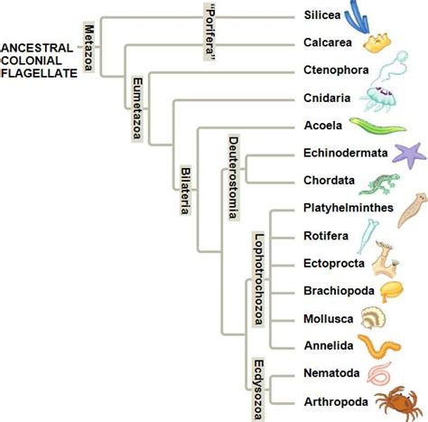 Opiniones de Ecdysozoa