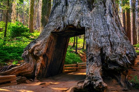 Tuolumne Grove of Giant Sequoias Hiking Guide (Joe's Guide to Yosemite ...