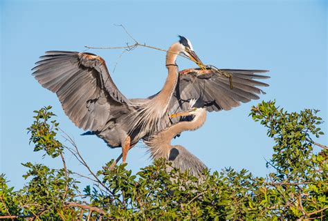 Observing Heron Nesting a Welcome Distraction | Audubon