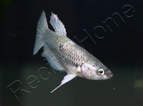 Poisson combattant femelle mix HM - Betta splendens (Asie) - VPC RecifAtHome