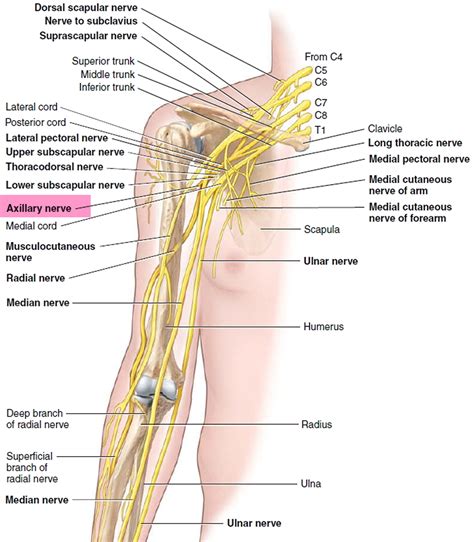 Dislocated Shoulder - Causes, Signs, Symptoms, How To Fix