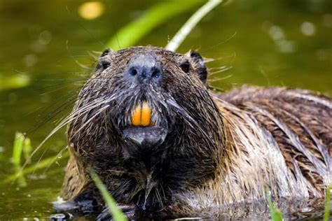 10 Beaver Spiritual Meanings and Symbolism: Definitive Guide