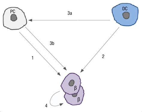 Proposed mechanisms of β-cell regeneration. β-Cells (β) have been ...