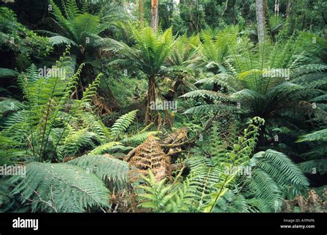 rain forest, rainforest, with great ferns, Australia, Suedkueste Stock ...