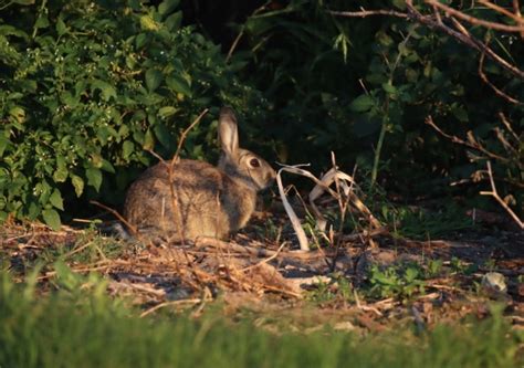 DNA profiling helps explain how the rabbit plague took over Australia ...