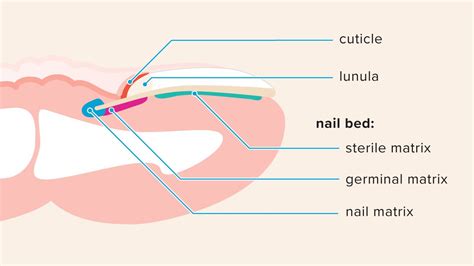 Nail Matrix: Anatomy, Function, Injuries, and Disorders | Fungal ...