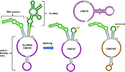 Schematic representation of circular miR-21 decoys generation using a... | Download Scientific ...