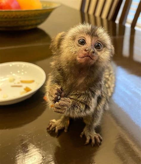 Finger Monkey: The Smallest Pet Monkey You Can Own