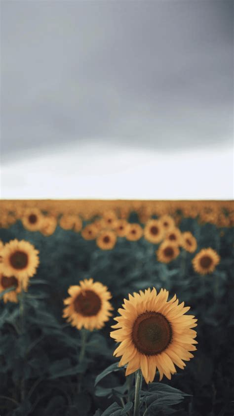 Small Sunflower Wallpapers - Top Free Small Sunflower Backgrounds ...