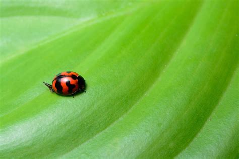 Beautiful ladybug on a green leaf 5380850 Stock Photo at Vecteezy