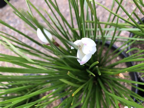 Zephyranthes candida | Native Sons Wholesale Nursery