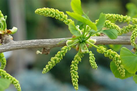 ¿Qué plantas tienen flores y cuáles no? - Curiosoando