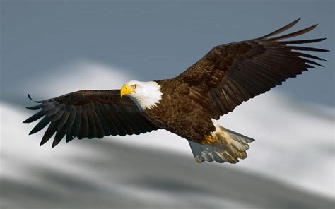 Flying Eagle Wallpaper