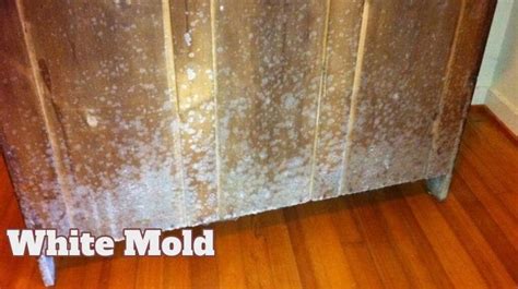 What is white mold? Is white mold dangerous or not?