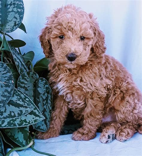 Miniature Poodle Puppies For Sale | Locust Level Road, Montgomery ...