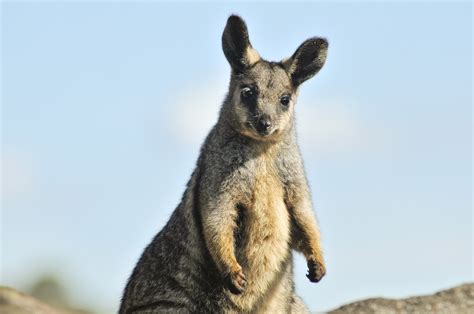 Protecting and restoring endangered marsupials in Australia | Fondation Segré